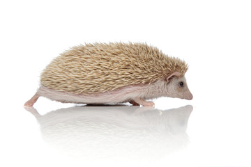 adorable albino hedgehog walking on his path happy