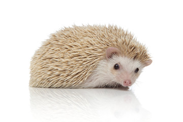 little albino hedgehog lying down with no occupation