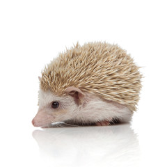 albino hedgehog lying down and looking aside curious