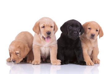 labrador retriever dogs panting and looking away sad