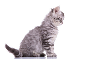 Fototapeta premium Side view of a curious British Shorthair cub