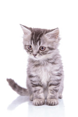 Eager British Shorthair cub looking away and stalking