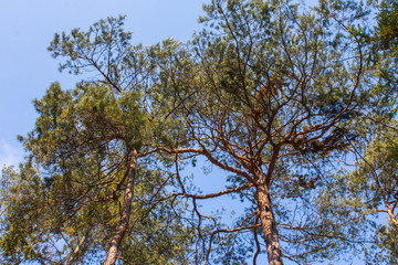 Pine crown on blue sky background