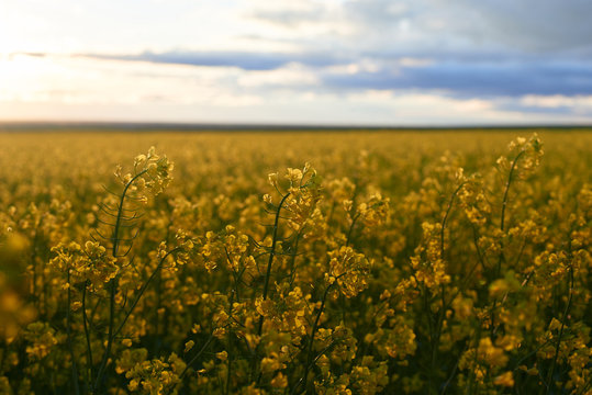 beautiful sunset over yellow flowers rapeseed field, bright springtime landscape, dark sky, clouds and sunlight