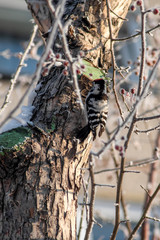 wild bird woodpecker on a tree in the city