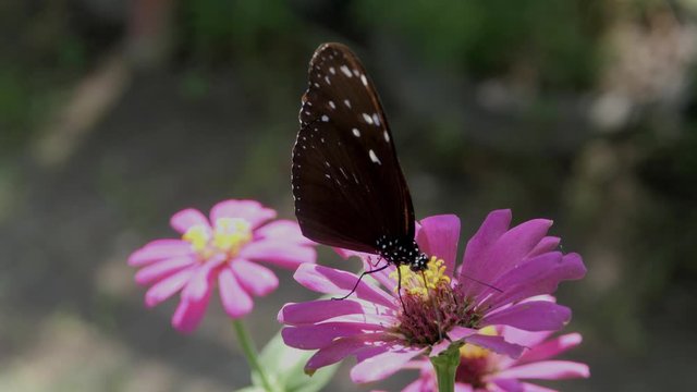 Butterfly is collecting nectar, feeding, foraging from a blooming flowers