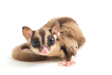 Sugar glider - Petaurus breviceps isolated on white background