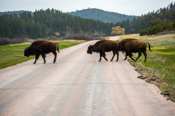 American Bison in the field of Custer State Park, South Dakota © CheriAlguire