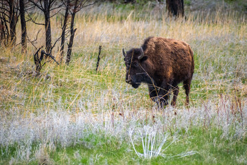 American Bison in the field of Custer State Park, South Dakota