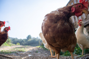 Hens raised in freedom and fed with organic food