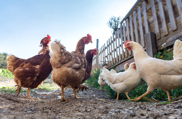 Hens raised in freedom and fed with organic food