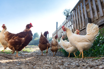 Hens raised in freedom and fed with organic food