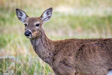 Fototapeta premium White-Tailed Deer in the field of Custer State Park, South Dakota