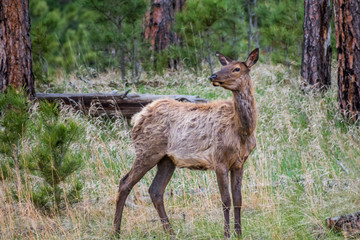 Naklejka na ściany i meble White-Tailed Deer in the field of Custer State Park, South Dakota
