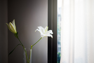 white lily flower in vase
