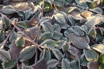 Closeup of the forest ground covered with frozen leafs touched by sparkling spots of sunbeam in a winter scenery