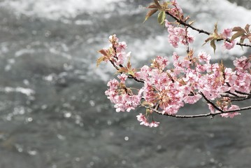 河津川と河津桜