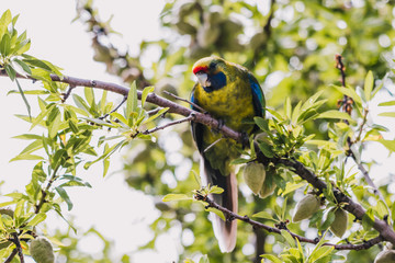 green rosella eating fruits from a tree