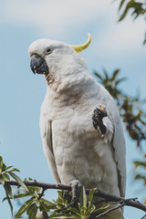 sulphur-crested cockatoo eating fruits from a tree