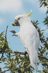 sulphur-crested cockatoo eating fruits from a tree