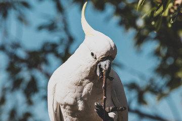 sulphur-crested cockatoo eating fruits from a tree