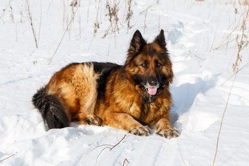 German Shepherd dog lying in the snow. dog resting in the snow