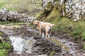 Perro disfruta del barro en la montaña