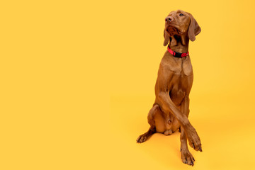Beautiful hungarian vizsla dog full body studio portrait. Dog wearing red collar over bright yellow background. - Powered by Adobe