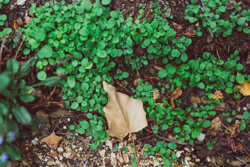 forget-me-not seedlings with little leaves growing from the ground