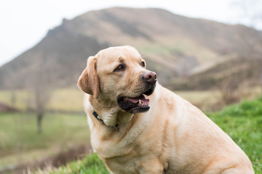 Retrato de un perro Labrador