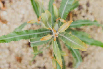 native Australian banksia plant outdoor in a sunny backyard