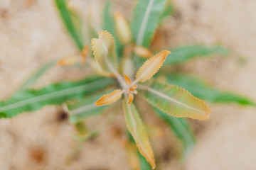 native Australian banksia plant outdoor in a sunny backyard
