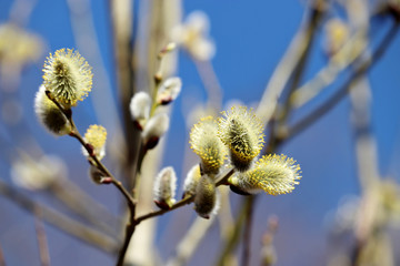 Pussy willow flowers on the branch, blooming verba in spring forest. Palm Sunday symbol, Easter background