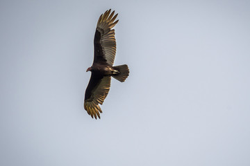 A large Turkey Vulture in Rio Grande Valley State Park, Texas