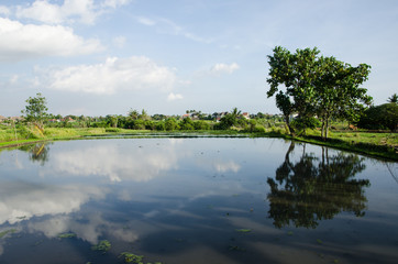 Reflejo de un árbol solitario en el agua en un campo de arroz en Bali