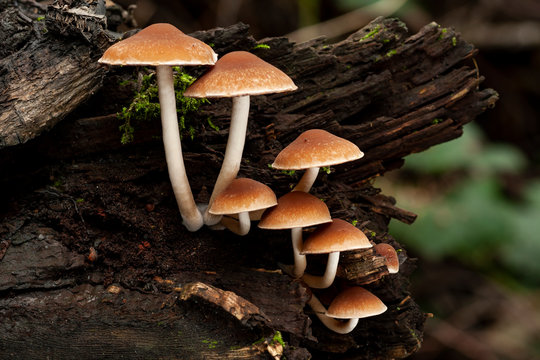 699 Best Club Fungi Images Stock Photos Vectors Adobe Stock 699 Best Club Fungi Images Stock Photos Vectors Adobe Stock