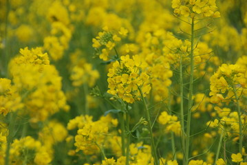 Obraz premium 菜の花
