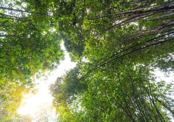 Looking up at the lush bamboo forest