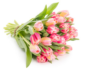 Fresh spring tulips on white