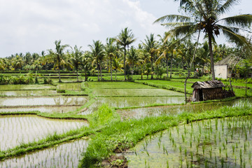 Campos de arroz en Bali de color verde intenso en epoca de lluvias