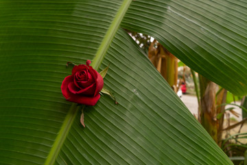 Rote Rose.