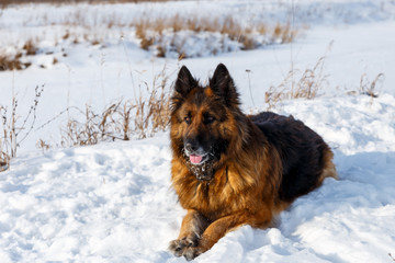 German shepherd dog lies in the snow and looks forward