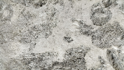 Ammonite fossils on a rock
