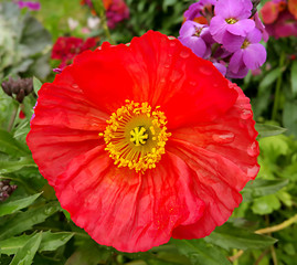 Beautiful red poppy