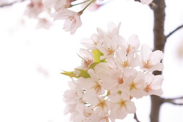 Obraz premium 桜の花