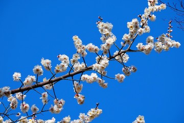 青空に白梅