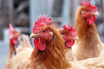 Chickens on the farm, poultry and household concept. Brown hens in a coop