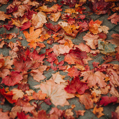 leaf fall