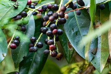 Black and red berries on the tree, like a large shrub with fruits and green leaves