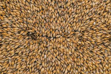 Grains of malt close-up. Cereals for the preparation of fermented drinks - beer, kvass, kulaga, maxima, as well as whiskey.